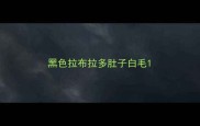 黑色拉布拉多肚子白毛