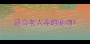 适合老人养的宠物