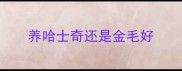 养哈士奇还是金毛好