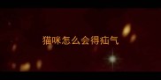 猫咪怎么会得疝气