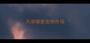 天津哪里宠物市场