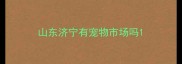 山东济宁有宠物市场吗