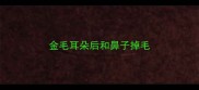 金毛耳朵后和鼻子掉毛