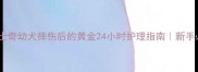 警惕哈士奇幼犬摔伤后的黄金24小时护理指南新手必看急救手册