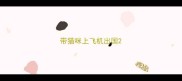 带猫咪上飞机出国