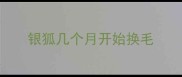 银狐几个月开始换毛
