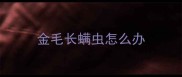 金毛长螨虫怎么办