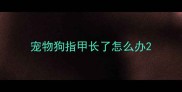宠物狗指甲长了怎么办