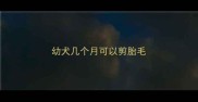 幼犬几个月可以剪胎毛