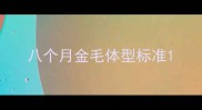 八个月金毛体型标准