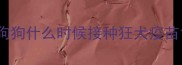 狗狗什么时候接种狂犬疫苗