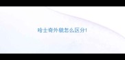 哈士奇外貌怎么区分