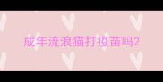 成年流浪猫打疫苗吗