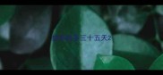 拉布拉多三十五天