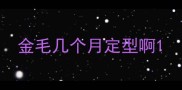 金毛几个月定型啊