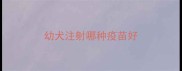 幼犬注射哪种疫苗好
