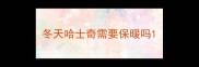 冬天哈士奇需要保暖吗
