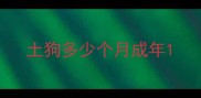 土狗多少个月成年