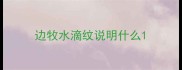 边牧水滴纹说明什么