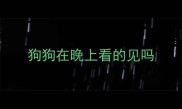 狗狗在晚上看的见吗