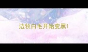 边牧白毛开始变黑