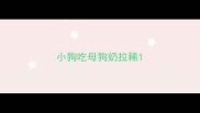 小狗吃母狗奶拉稀