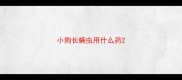 小狗长螨虫用什么药