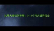 比熊犬最佳饲养期3-12个月关键阶段全