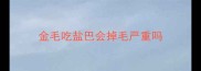 金毛吃盐巴会掉毛严重吗