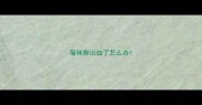 猫咪脚出血了怎么办