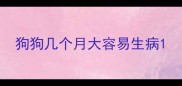 狗狗几个月大容易生病