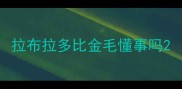 拉布拉多比金毛懂事吗