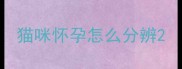 猫咪怀孕怎么分辨