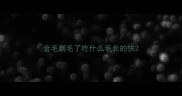 金毛剃毛了吃什么毛长的快