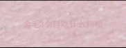 金毛3个月吃什么狗粮