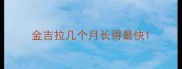 金吉拉几个月长得最快