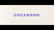 拉布拉多身体结构