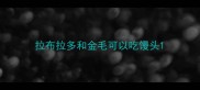 拉布拉多和金毛可以吃馒头