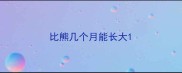 比熊几个月能长大
