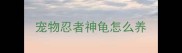 宠物忍者神龟怎么养