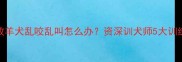边境牧羊犬乱咬乱叫怎么办资深训犬师5大训练法则