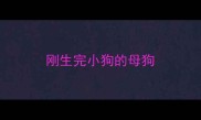 刚生完小狗的母狗