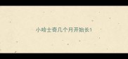 小哈士奇几个月开始长