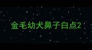 金毛幼犬鼻子白点