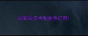 拉布拉多犬和金毛打架