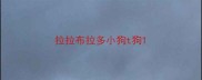 拉拉布拉多小狗t狗
