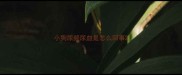小狗尿频尿血是怎么回事