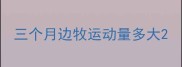 三个月边牧运动量多大