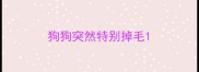 狗狗突然特别掉毛