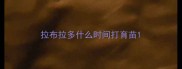 拉布拉多什么时间打育苗